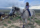 Gray - Mare in Grand Junction, CO Gray - Mare in Grand Junction, CO