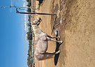 Arabian - Horse for Sale in Clovis, CA 93611