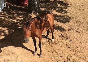 Arabian (Arabian, Gelding) in Smithville, TX