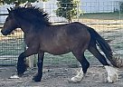 Gypsy Vanner - Horse for Sale in Weatherford, TX 76087