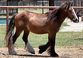 Gypsy Vanner (Gypsy Vanner, Stallion) in Weatherford, TX