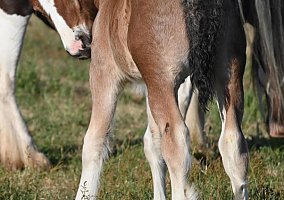 Gypsy Vanner