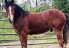 Gypsy Vanner - Horse for Sale in North Pitcher, NY 13124
