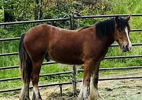 Gypsy Vanner