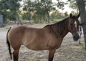 Big (Quarter Horse, Mare) in Temple, TX