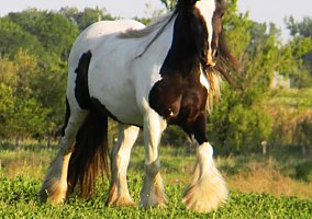 Gypsy Vanner