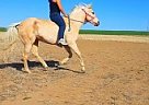 Appendix - Horse for Sale in Strasburg, CO 80136 Appendix - Horse for Sale in Strasburg, CO 80136