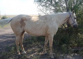 Quarter Horse (Quarter Horse, Mare) in Strasburg, CO