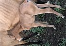 Half Arabian - Horse for Sale in Bloomfield, IA 52537