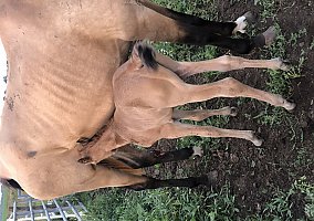 Arabian (Arabian, Stallion) in Bloomfield, IA
