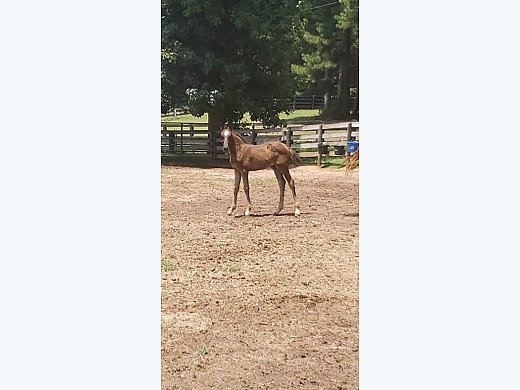 Dutch Warmblood/Arabian Cross