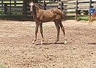 Half Arabian - Horse for Sale in Hogansville, GA 30230