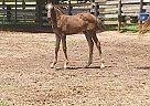 Half Arabian - Horse for Sale in Hogansville, GA 30230
