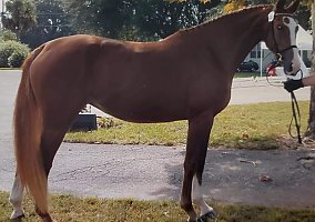 Arabian (Arabian, Mare) in Hogansville, GA