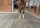 ThisChicIsLoaded - Mare in Bellefontaine, OH ThisChicIsLoaded - Mare in Bellefontaine, OH
