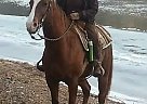 Rebel - Gelding in James Creek, PA Rebel - Gelding in James Creek, PA