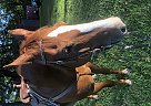 Laid Back Quarter Horse for Sale Taco