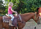 Arabian - Horse for Sale in Smithville, TX 78957
