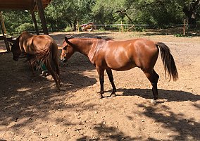 Arabian (Arabian, Mare) in Smithville, TX