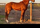 Morgan - Horse for Sale in Custer, WA ,98240