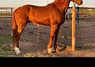 Morgan - Horse for Sale in Custer, WA ,98240 Morgan - Horse for Sale in Custer, WA ,98240