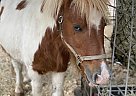 Miniature - Horse for Sale in Trenton, FL 32693