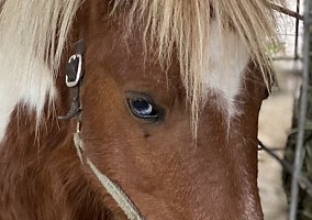 Miniature Horse (Miniature Horse, Stallion) in Trenton, FL
