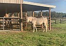 Shetland Pony - Horse for Sale in Glen Saint Mary, FL 32040