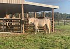 Shetland Pony - Horse for Sale in Glen Saint Mary, FL 32040 Shetland Pony - Horse for Sale in Glen Saint Mary, FL 32040