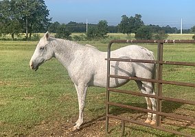 Shetland Pony (Shetland Pony, Mare) in Glen Saint Mary, FL