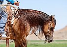 Quarter Horse - Horse for Sale in Roosevelt, UT 84066 Quarter Horse - Horse for Sale in Roosevelt, UT 84066