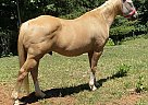 Quarter Horse - Horse for Sale in Buchanan, VA 24066