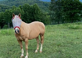 Quarter Horse (Quarter Horse, Gelding) in Buchanan, VA