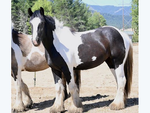 Piebald Mare In Foal w/Patn1