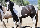 Gypsy Vanner - Horse for Sale in Roseburg, OR 97470
