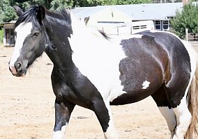 Gypsy Vanner (Gypsy Vanner, Mare) in Roseburg, OR