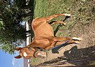 Arabian - Horse for Sale in Bloomfield, IA 52537