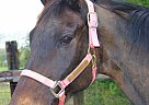 Cinders - Mare in Southern Pines, NC Cinders - Mare in Southern Pines, NC
