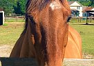 Dunkin Donut - Gelding in Southern Pines, NC Dunkin Donut - Gelding in Southern Pines, NC