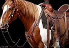Gypsy Vanner - Horse for Sale in Roosevelt, UT 84066