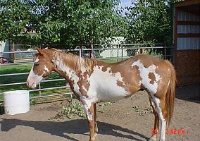 Paint (Paint, Stallion) in Kennewick, WA