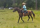 Paso Fino - Horse for Sale in Lubbock, TX 77535