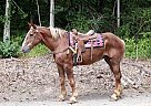 Belgian Draft - Horse for Sale in Gardners, PA 17324