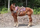 Belgian Draft - Horse for Sale in Gardners, PA 17324