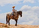 Draft - Horse for Sale in Roosevelt, UT 84066 Draft - Horse for Sale in Roosevelt, UT 84066