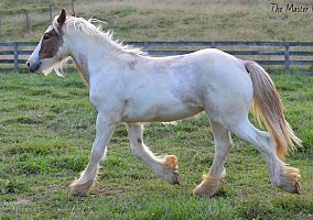 Gypsy Vanner (Gypsy Vanner, Stallion) in Fincastle, VA