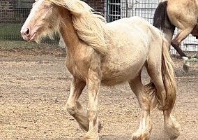 Gypsy Vanner