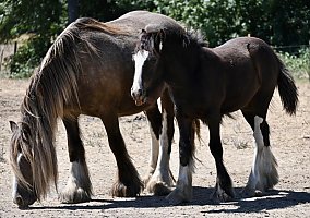 Gypsy Vanner