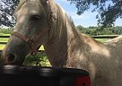 - Mare in Millstadt, IL - Mare in Millstadt, IL