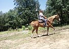 Jake - Gelding in Muldrow, OK Jake - Gelding in Muldrow, OK